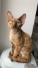 Photo №2 to announcement № 82796 for the sale of devon rex - buy in Belarus from nursery, breeder