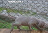 Photo №2 to announcement № 12809 for the sale of weimaraner - buy in Ukraine breeder