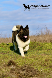 Additional photos: American Akita Puppies