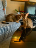 Photo №3. I will sell kittens of the Abyssinian breed. France