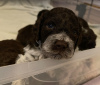 Photo №1. lagotto romagnolo - for sale in the city of Rijeka | 792$ | Announcement № 121573