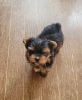 Additional photos: Yorkshire Terrier,