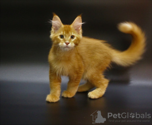 Photo №2 to announcement № 7254 for the sale of maine coon - buy in Russian Federation from nursery, breeder