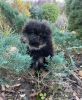 Photo №1. pomeranian - for sale in the city of New York | 2000$ | Announcement № 79837