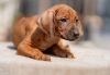 Additional photos: Rhodesian Ridgeback puppies