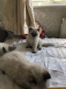 Photo №3. 3 Purebred Ragdoll Kittens for Sale. Germany