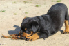 Photo №2 to announcement № 51859 for the sale of rottweiler - buy in Belarus from nursery