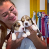 Additional photos: Beagle puppies are looking for