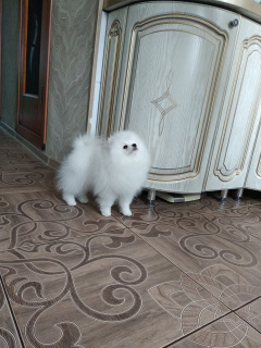 Photo №2 to announcement № 6634 for the sale of pomeranian - buy in Russian Federation private announcement