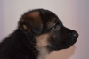 Photo №1. german shepherd - for sale in the city of Kiev | 315$ | Announcement № 9167