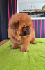 Additional photos: Chow chow puppies