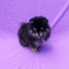 Additional photos: Beatiful Male and Female Pomeranian Puppies For Sale Whattsapp 1978-414-5011