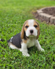 Photo №4. I will sell beagle in the city of Nuremberg. private announcement - price - 450$