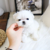 Photo №2 to announcement № 48037 for the sale of maltese dog - buy in Sweden breeder