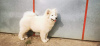 Photo №2 to announcement № 19397 for the sale of samoyed dog - buy in Russian Federation from nursery