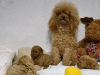 Photo №1. poodle (toy) - for sale in the city of Porto | Is free | Announcement № 123071