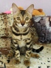 Photo №1. bengal cat - for sale in the city of Barnaul | 263$ | Announcement № 7610