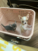 Photo №2 to announcement № 13369 for the sale of chihuahua - buy in Switzerland private announcement