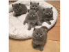 Photo №1. british shorthair - for sale in the city of Brussels | 158$ | Announcement № 123524