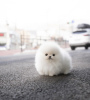 Photo №4. I will sell pomeranian in the city of New York. private announcement, breeder - price - 500$
