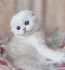 Photo №2 to announcement № 100124 for the sale of scottish fold - buy in United States private announcement
