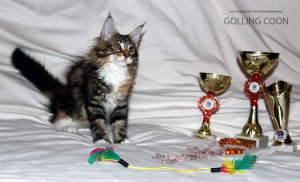 Photo №2 to announcement № 3064 for the sale of maine coon - buy in Russian Federation from nursery, breeder