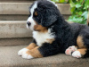 Photo №2 to announcement № 38240 for the sale of bernese mountain dog - buy in Germany 