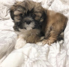 Photo №2 to announcement № 43064 for the sale of shih tzu - buy in Germany breeder