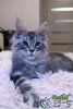 Photo №4. I will sell maine coon in the city of St. Petersburg. private announcement, from nursery, breeder - price - 743$