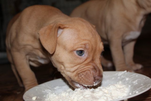 Photo №4. I will sell american pit bull terrier in the city of Kiev. from nursery - price - 300$