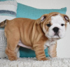 Photo №2 to announcement № 95704 for the sale of english bulldog - buy in Germany private announcement