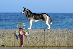 Photo №2 to announcement № 3030 for the sale of siberian husky - buy in Russian Federation breeder