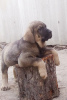 Photo №3. Beautiful Spanish Mastiff puppies. Russian Federation