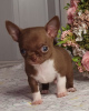 Additional photos: Chihuahua Chocolate Mini Boy