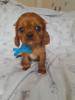 Photo №2 to announcement № 100363 for the sale of cavalier king charles spaniel - buy in United States breeder