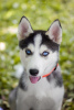 Photo №2 to announcement № 10498 for the sale of siberian husky - buy in Ukraine from nursery