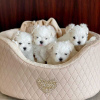 Photo №2 to announcement № 117326 for the sale of maltese dog - buy in Germany 