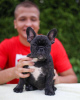 Photo №3. French Bulldog puppies. Germany