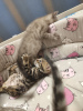 Photo №2 to announcement № 8709 for the sale of bengal cat - buy in Russian Federation private announcement, breeder
