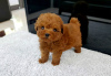 Photo №2 to announcement № 98664 for the sale of poodle (toy) - buy in Latvia 