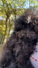 Photo №3. Autumn Beautiful Black Poodle Mom and Dad prevezina from China... Italy