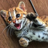 Photo №1. bengal cat - for sale in the city of Brest | Is free | Announcement № 9072