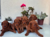 Photo №1. poodle (toy) - for sale in the city of Berlin | negotiated | Announcement № 118836