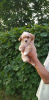 Photo №1. non-pedigree dogs - for sale in the city of Minsk | 717$ | Announcement № 53286