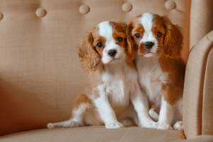 Photo №1. cavalier king charles spaniel - for sale in the city of Kolchugino | 1117$ | Announcement № 1441