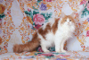Photo №1. maine coon - for sale in the city of Ryazan | 333$ | Announcement № 7062