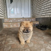 Additional photos: Male chow chow