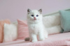 Photo №1. siberian cat - for sale in the city of Бохум | Is free | Announcement № 86791