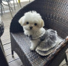 Photo №3. Maltese , 2 months old Mixed breed. Germany