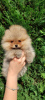 Photo №3. Pomeranian purebred BOO puppies. Bosnia and Herzegovina